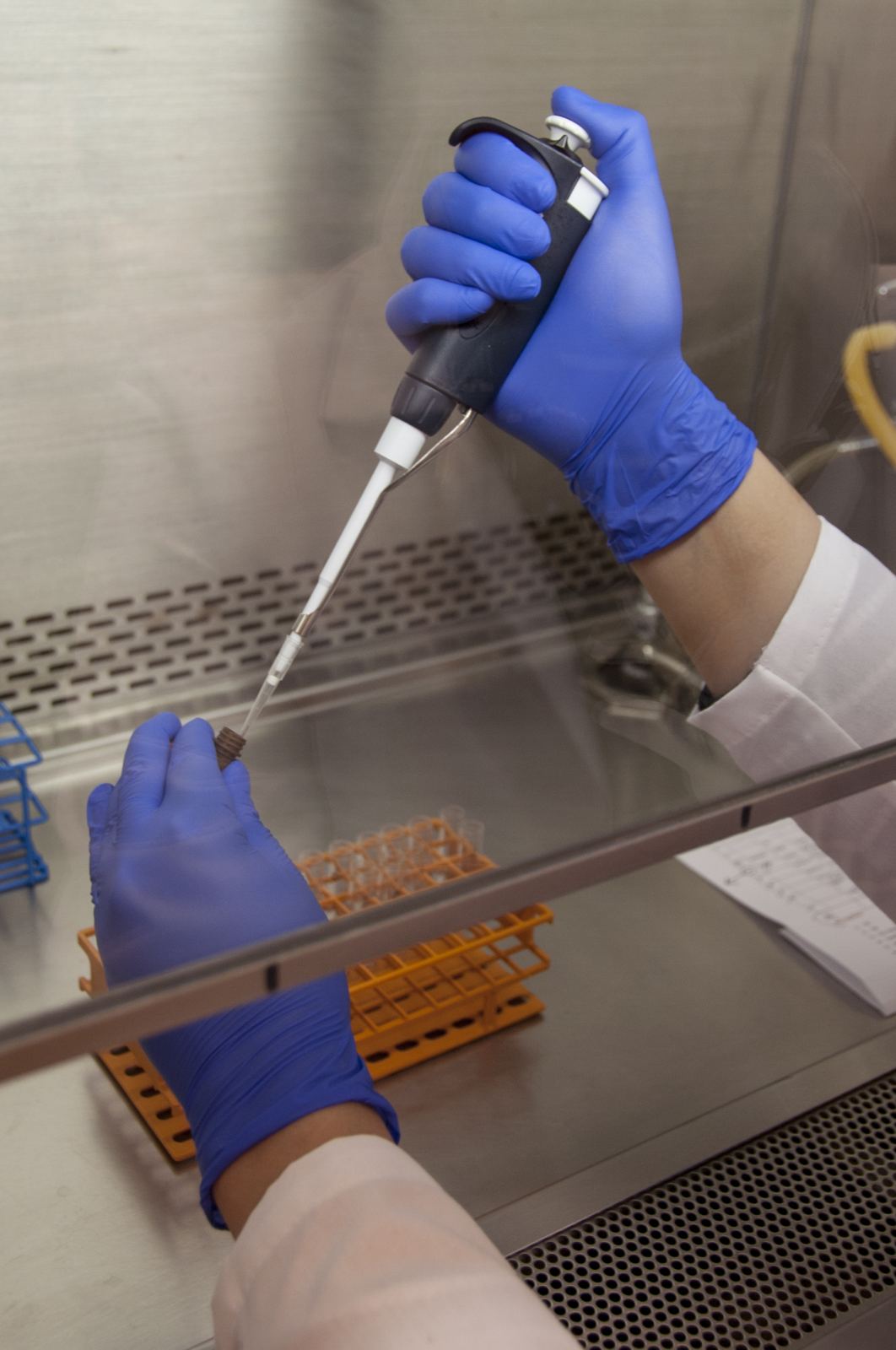 A researcher pipetting samples in a laboratory safety cabinet